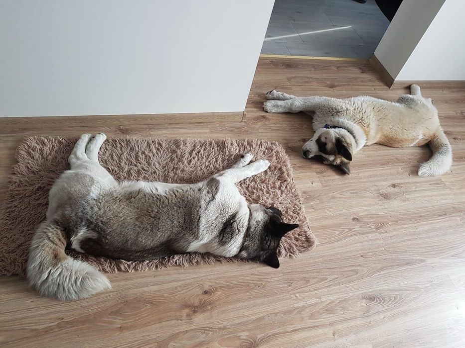 Oddam psa w bardzo dobre rece akita amerykanska SAMIEC