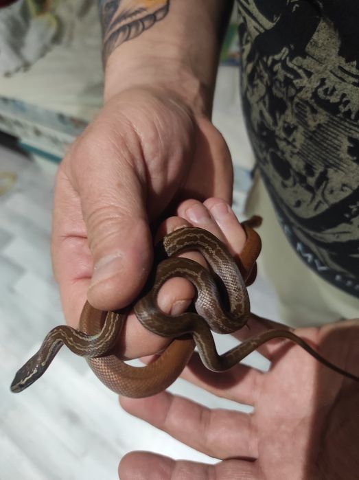 Wąż mahoniowy trzymiesięczny