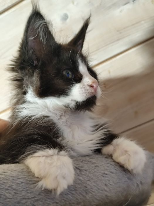 Kocurek JANTAR  cudowny chłopczyk Maine Coon