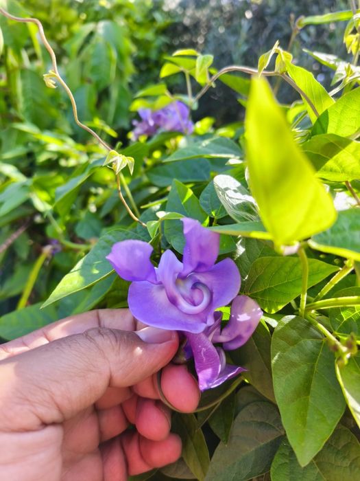 Sementes de Vigna Caracalla (planta elefante ou caracoleira)