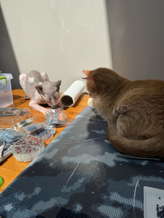 Продається дівчинка сфінкс єльф з паспортом 10 місяців