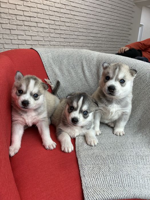 Щенки Сибирской Хаски