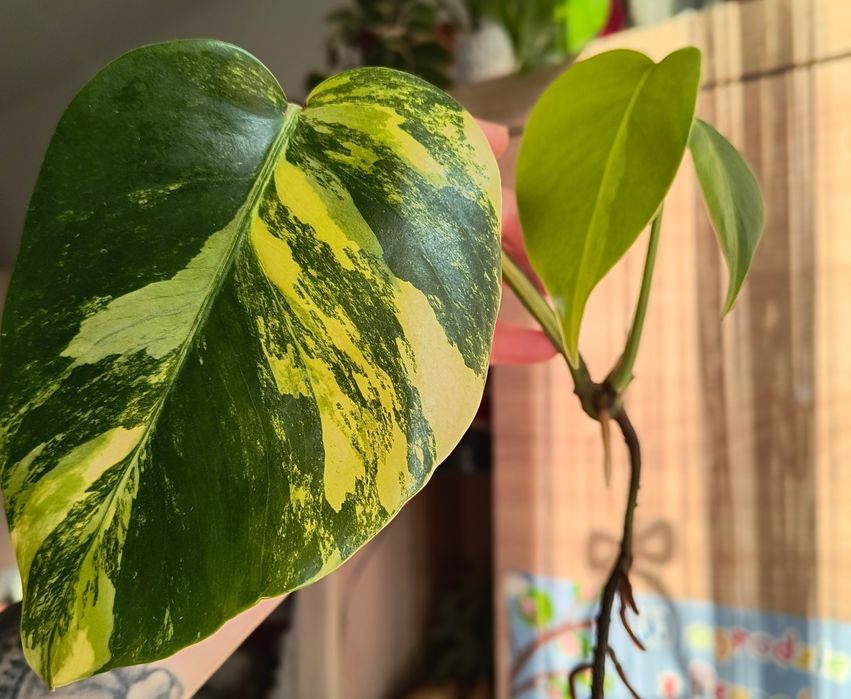 Monstera marmorata