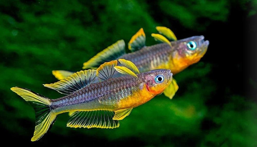 MISIEKZOO Modrooki - Modrook Gertruda/ Paskai / Słoneczny