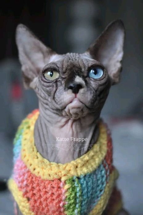 Sfinks heterochromia