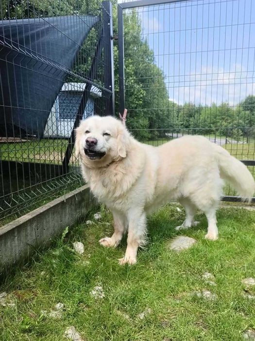 Budyń-do adopcji – wyjątkowy pies w typie owczarka podhalańskiego, oddam psa