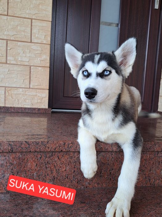 Husky Syberyjski