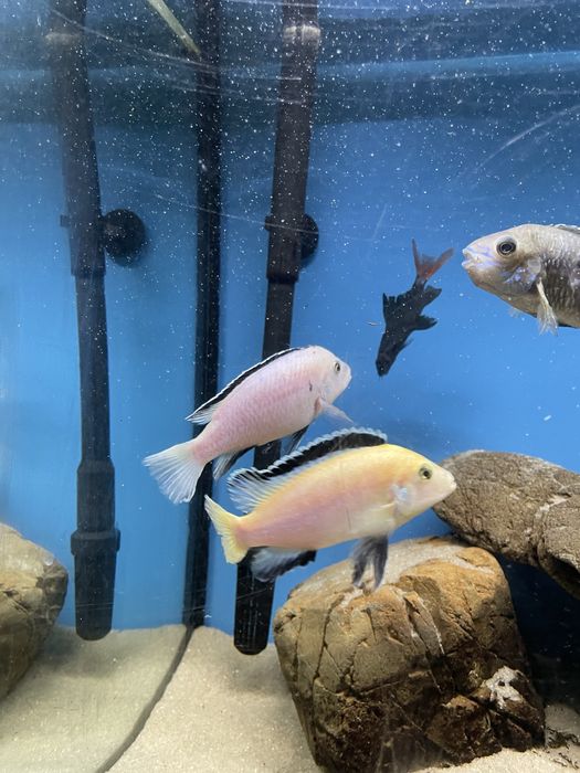 Акваріумні риби безкоштовно