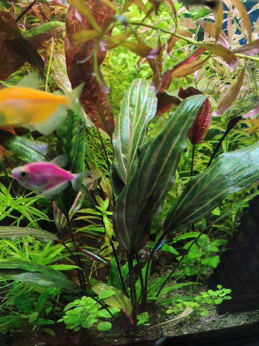 Акваріумні рослини