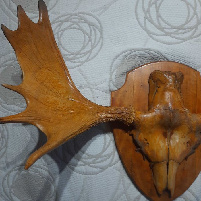 poroże łosia, gotowe na ścianę