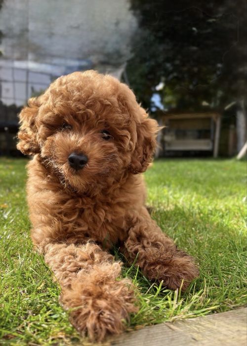 Ideal maltipoo,,  Мальтипу