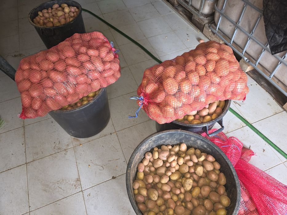 Venda batata nova 20kg por apenas 14€ -0,70€/ o Quilo - Avó Mimi - Castelo de Paiva -Telf:911588868