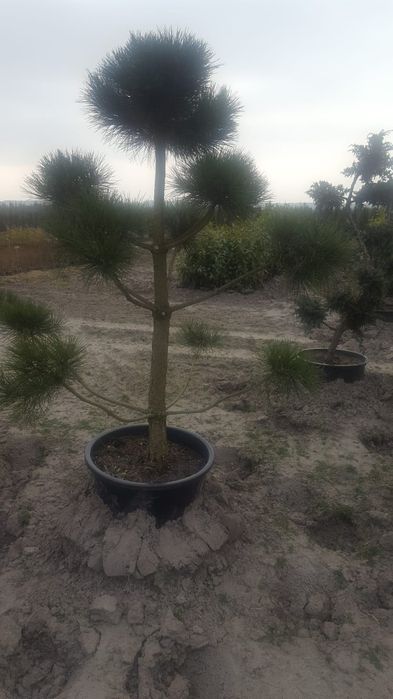 Bonsai ogrodowe. Szkółka Krupocin.