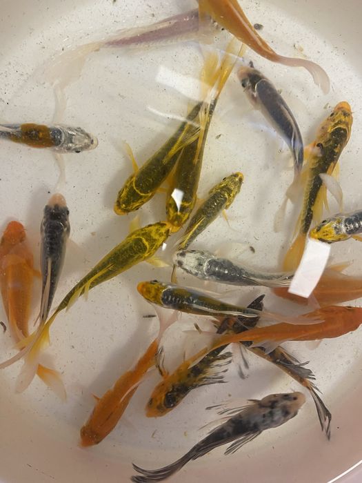 Karp Butterfly Koi długopłetwe weloniaste smoczy karp