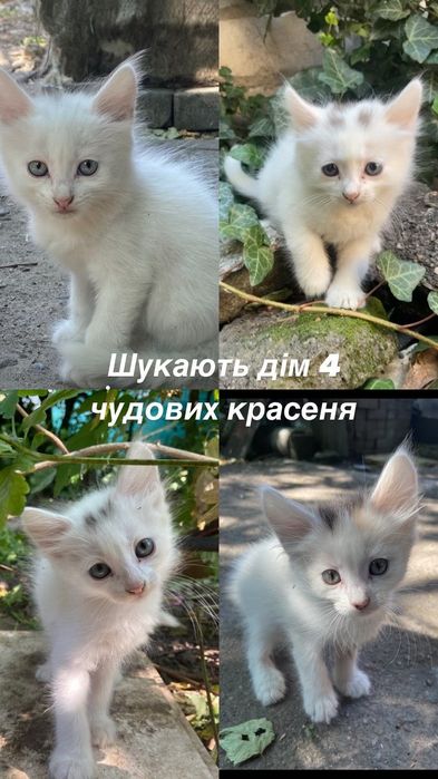 Котики шукають дім