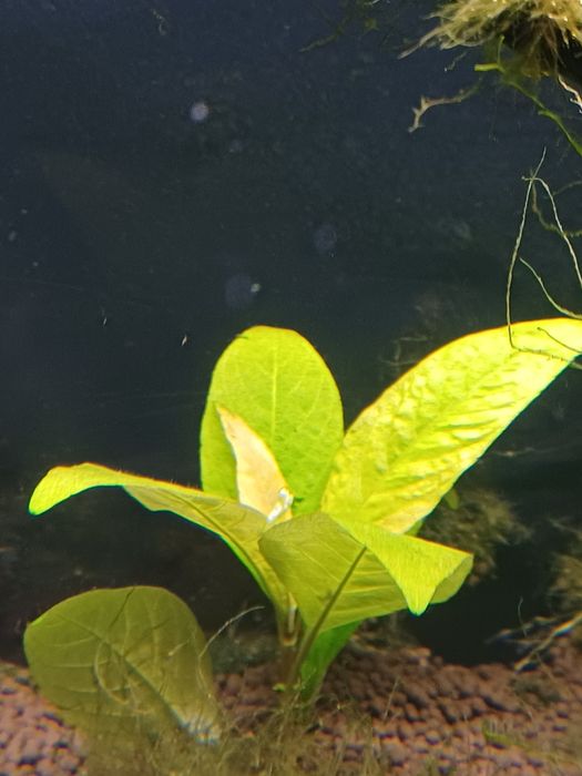 Hygrophila Corymbosa