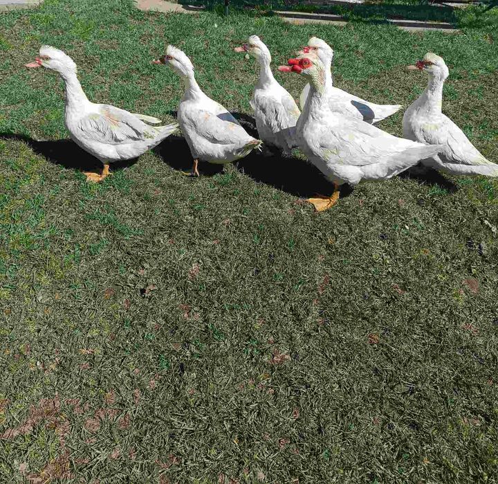 Продам качки шипуни.