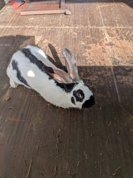 Królik srokacz niemiecki