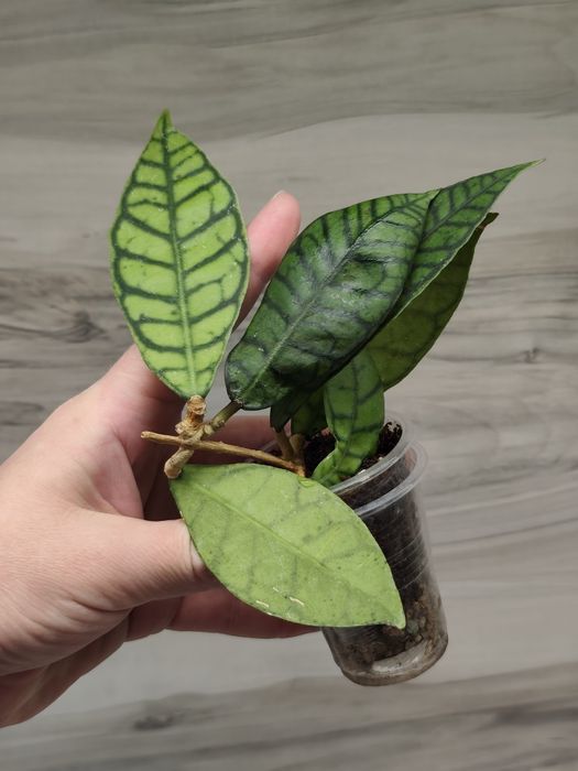Хойя Hoya Mitrata Silver, Latifolia silver та ін.