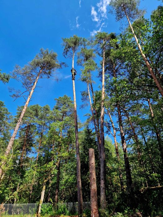 Wycinka i Pielęgnacja drzew,podnośnik,Alpinistka,rębak,Czyszczenie