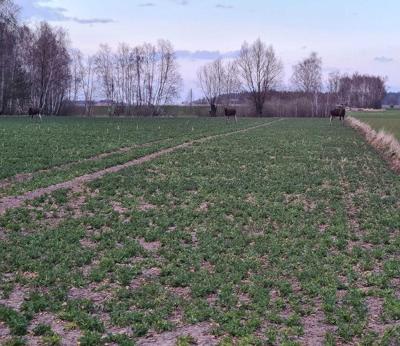 Sprzedam malowniczo położone siedlisko ze stawem
