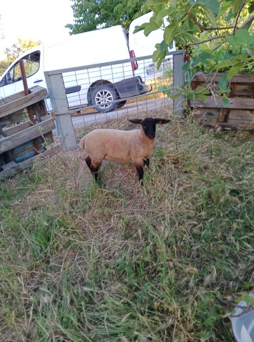 Vendo Borregos e borregas suffolk