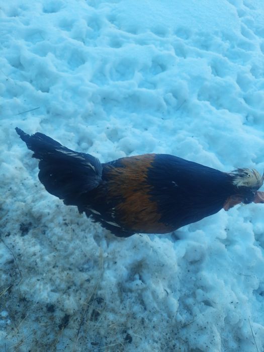 Jajka legowe czubatki staropolskiej