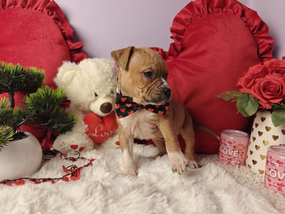 Piękna suczka Amstaff!