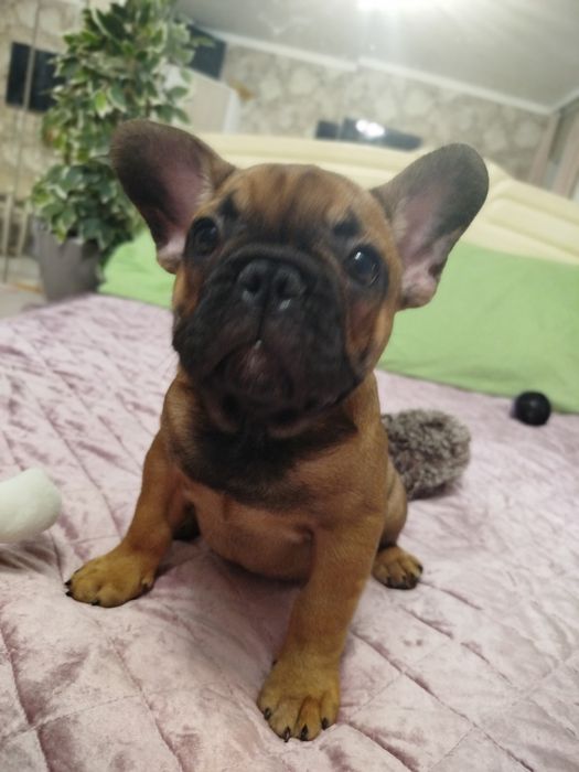 Чудесный ласковый малыш французик