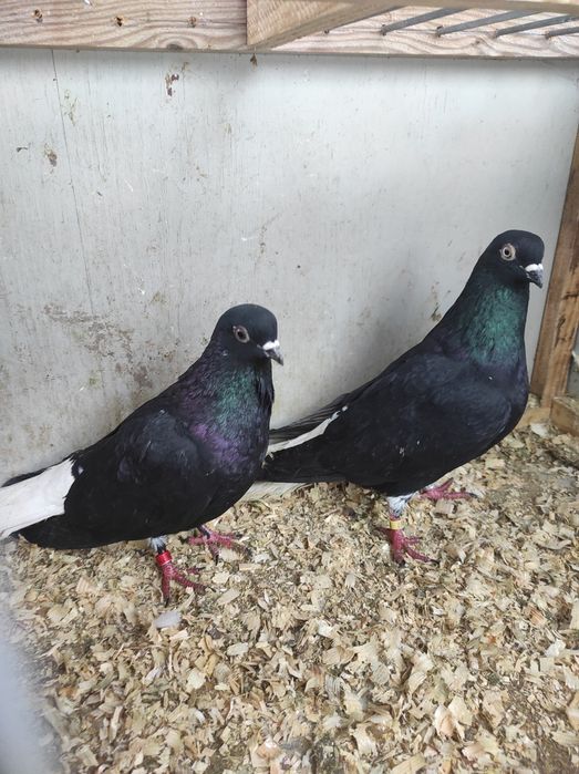 Deresze rumuny ptaki