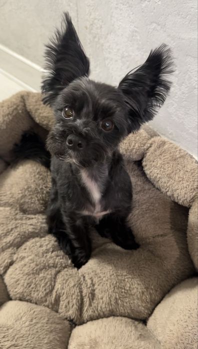 Йорк взрослый, черного цвета