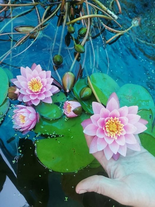 Lilia jasny róż sadzonki