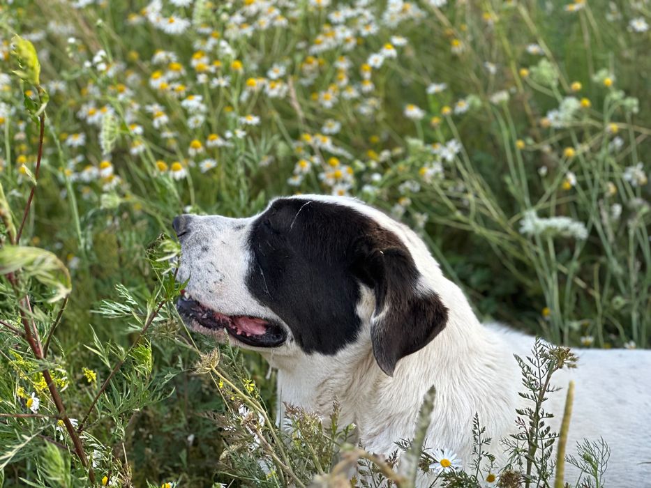 Manta, owczarek środkowoazjatycki, do adopcji