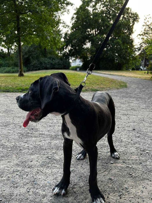 Кане Корсо  1,5 года