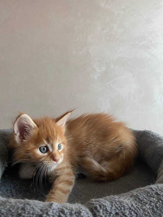 Кошенята Мейн-кун