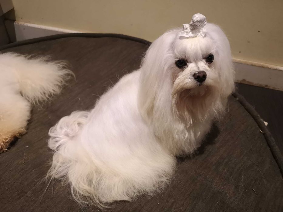 Adorável Cachorro Maltês Macho Coreana