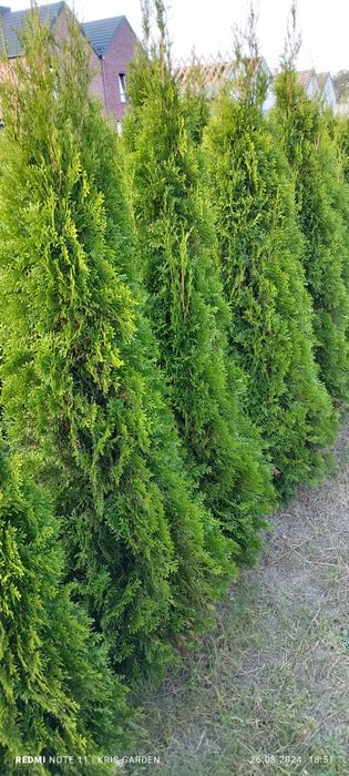 Tuja szmaragd  160-180 cm