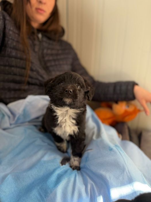 Kminek maluszek szuka domku