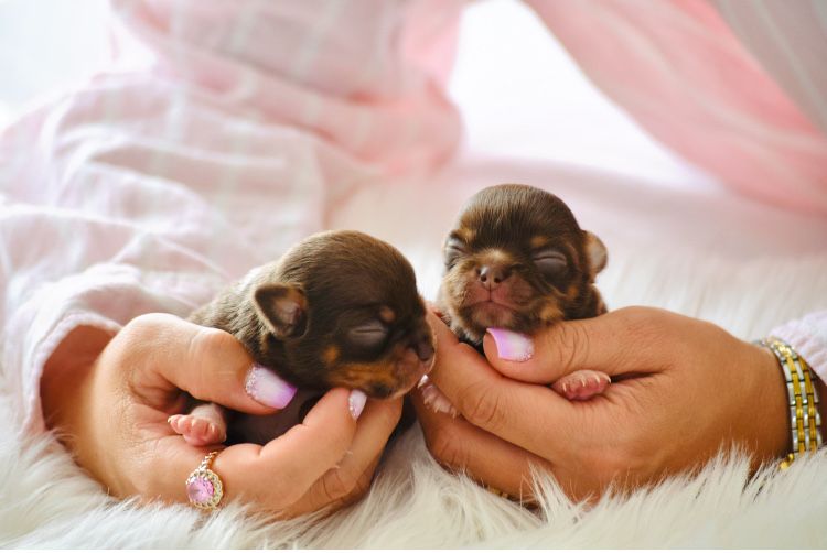 Chihuahua Cudo Mini XXS Czekoladowe