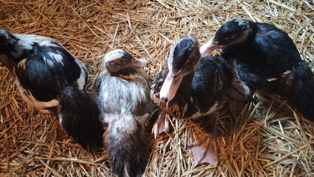 13 x kaczki 7 tygodniowe, kaczka, kaczuszki