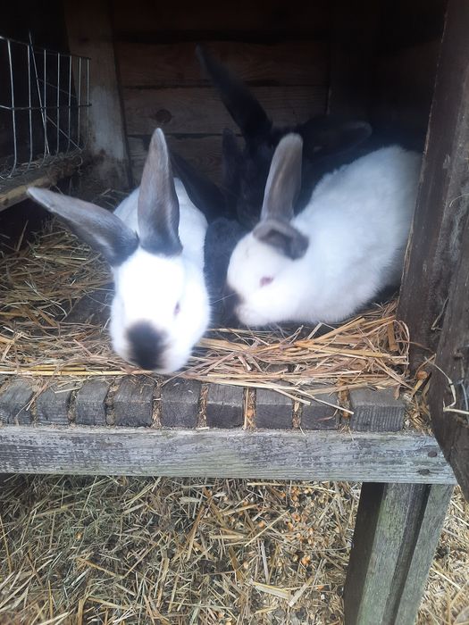 Kroliki krolik roczne
