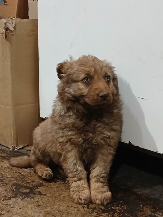 Отдам щеночка в хорошие руки