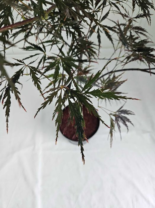 Klon palmowy Firecracker 70cm C3 ozdobne drzewko + nawóz gratis