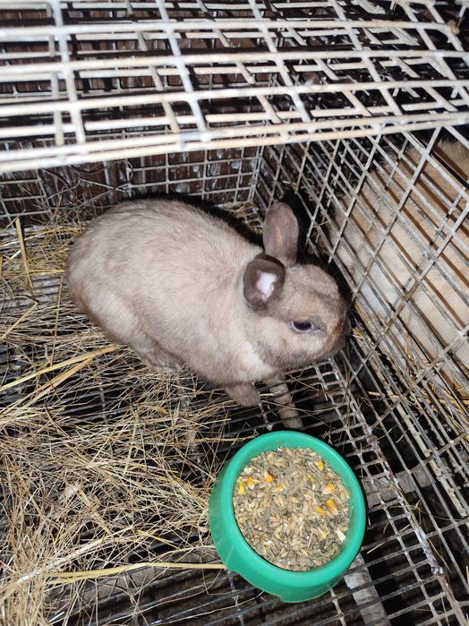 Coelho anão macho pequenino!