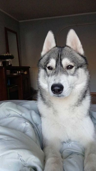 HUSKY szuka domu