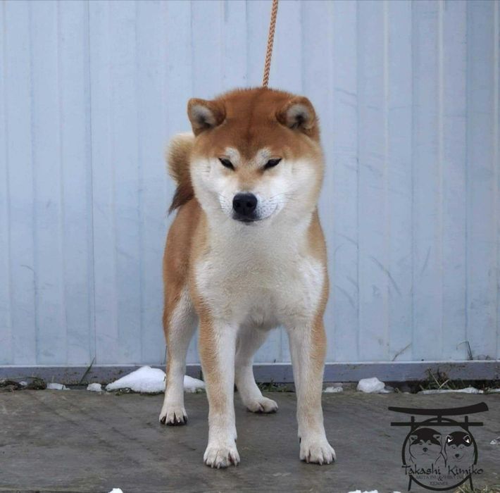 Shiba inu samiec z rodowodem ZKwP FCI