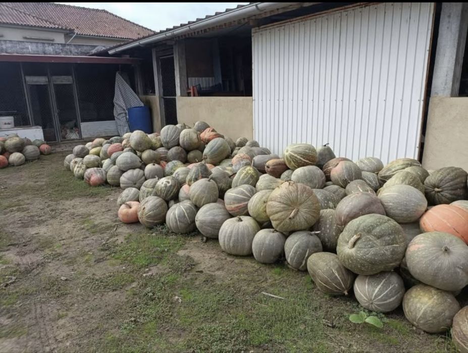 Vendo abóboras ás duzias