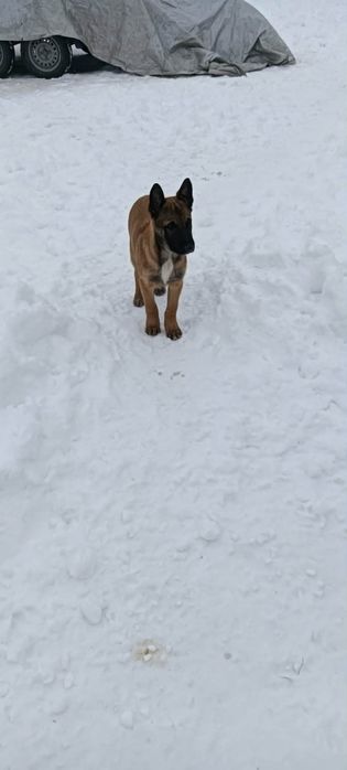 Owczarki Belgijskie Malinois