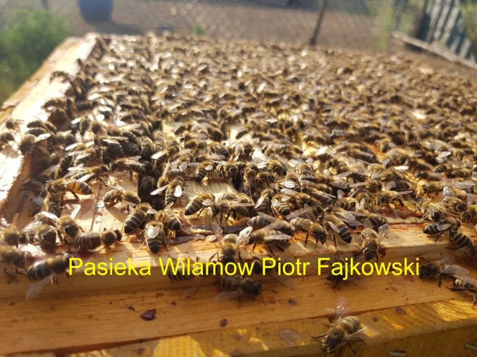 Odkłady 2025 Odkład pszczeli, wysyłamy,dostępne  od ręki, ostatnie szt