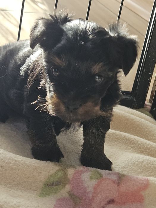 Yorkshire Terrier suczka